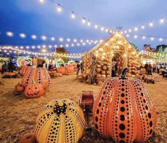 Jack's Pumpkin Pop-Up in Goose Island. (Photo by Candace Jordan)